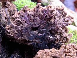 Attēlu rezultāti vaicājumam “Ionomidotis irregularis”