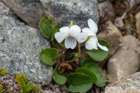 Attēlu rezultāti vaicājumam “Viola epipsila”