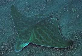 Image result for Aetomylaeus bovinus