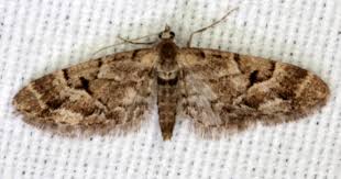 Attēlu rezultāti vaicājumam “Eupithecia lanceata”