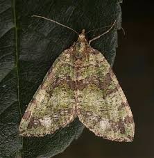 Attēlu rezultāti vaicājumam “Hydriomena furcata”