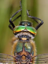 Attēlu rezultāti vaicājumam “Cordulia aenea”