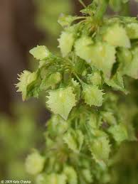 Attēlu rezultāti vaicājumam “Rumex aquaticus leaf”