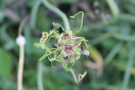 Attēlu rezultāti vaicājumam “Hydrocotyle vulgaris flower”