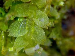 Attēlu rezultāti vaicājumam “Jungermanniopsida”