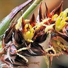 Attēlu rezultāti vaicājumam “Luzula multiflora fruit”