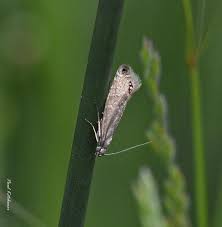 Attēlu rezultāti vaicājumam “Glyphipterigidae”