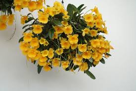 Attēlu rezultāti vaicājumam “Didymium aggregatum”