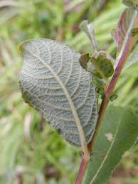 Attēlu rezultāti vaicājumam “Salix aurita leaf”