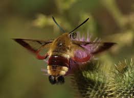 Attēlu rezultāti vaicājumam “Hemaris fuciformis”