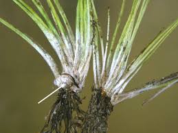 Attēlu rezultāti vaicājumam “Isoetes echinospora leaf”