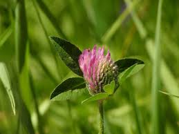 Attēlu rezultāti vaicājumam “Trifolium pratense flower”