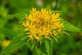Attēlu rezultāti vaicājumam “Rhodiola rosea flower”