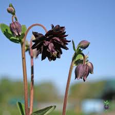Attēlu rezultāti vaicājumam “Aquilegia vulgaris bud”