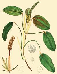 Attēlu rezultāti vaicājumam “Potamogeton natans”