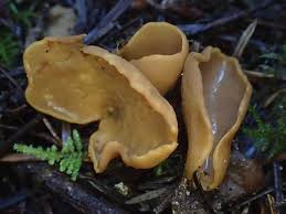 Attēlu rezultāti vaicājumam “Otidea leporina”