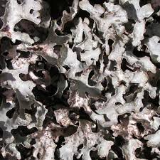 Attēlu rezultāti vaicājumam “Parmelia sulcata”