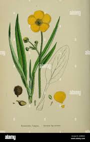 Attēlu rezultāti vaicājumam “Ranunculus lingua leaf”