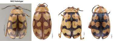 Attēlu rezultāti vaicājumam “Alticinae”