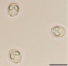 Image result for Chelon ramada