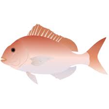 Image result for Pagrus auratus