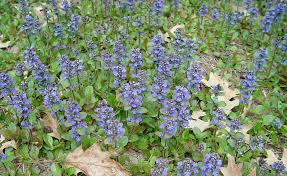 Attēlu rezultāti vaicājumam “Ajuga reptans bud”