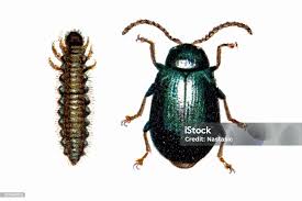 Attēlu rezultāti vaicājumam “Agelastica alni”