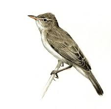 Image result for Hippolais pallida