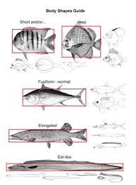 Image result for Salmo pellegrini