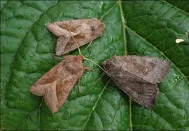 Attēlu rezultāti vaicājumam “Hydraecia micacea”