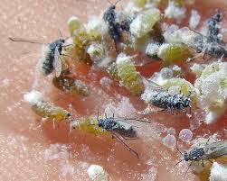 Attēlu rezultāti vaicājumam “Pemphigus borealis”