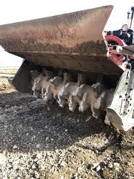 Image result for seppi tehron