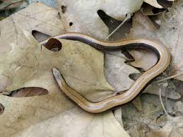 Attēlu rezultāti vaicājumam “Anguis fragilis”