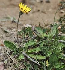Attēlu rezultāti vaicājumam “Pilosella officinarum leaf”