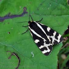 Attēlu rezultāti vaicājumam “Parasemia plantaginis”