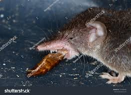 Attēlu rezultāti vaicājumam “Sorex araneus”