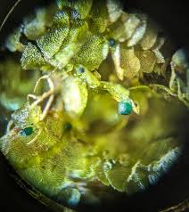 Attēlu rezultāti vaicājumam “Barbilophozia lycopodioides macro”