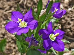 Image result for Legousia speculum-veneris