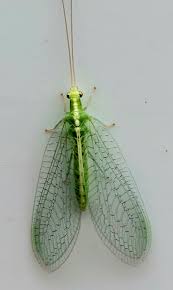 Attēlu rezultāti vaicājumam “Chrysopidae”