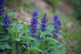 Attēlu rezultāti vaicājumam “Ajuga genevensis”