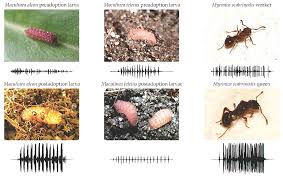 Attēlu rezultāti vaicājumam “Maculinea alcon underside”