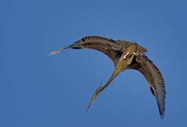 Wie ein Urzeitvogel... - Bild \u0026amp; Foto von Frank Düring aus Reiher ... - 3015276