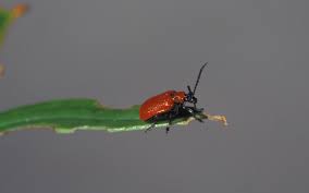 Attēlu rezultāti vaicājumam “Lilioceris lilii”