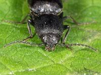 Attēlu rezultāti vaicājumam “Ectinus aterrimus”