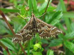 Attēlu rezultāti vaicājumam “Diasemia reticularis”