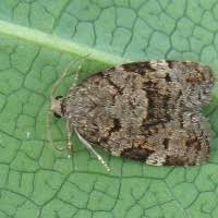 Attēlu rezultāti vaicājumam “Dichelia histrionana”