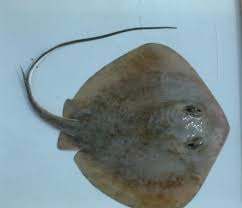 Image result for Hypanus say