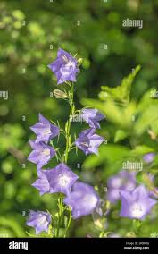 Attēlu rezultāti vaicājumam “Campanula persicifolia flower”