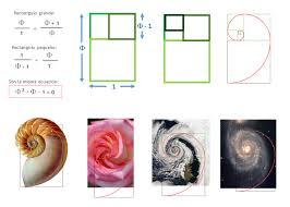 Image result for numero aureo