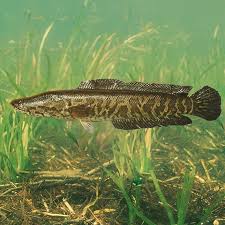 Image result for Channa argus